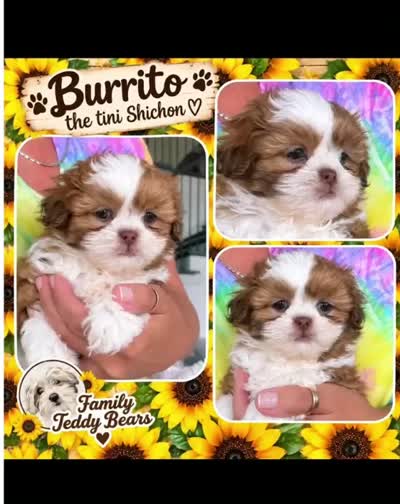 Burrito , a male Shichon for sale in Lebanon, TN – 6 of 6