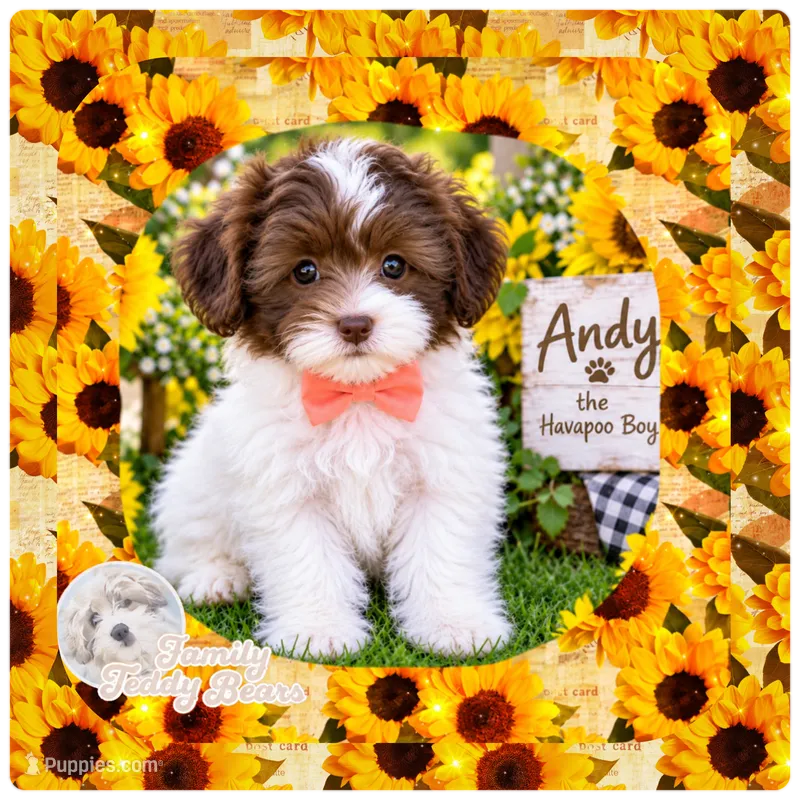 Andy – Havapoo puppy for sale in Lebanon, TN