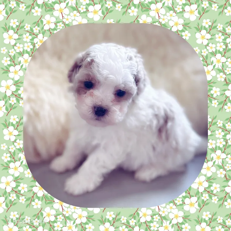 Noodle  – Maltipoo puppy for sale in Watertown, TN