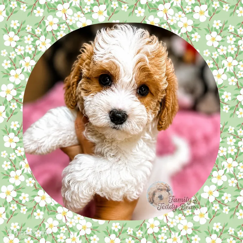 Archie  – Maltipoo puppy for sale in Watertown, TN