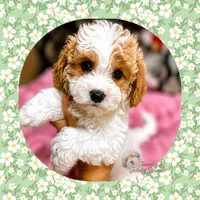 Archie , a male Maltipoo for sale in Watertown, TN – 1 of 1