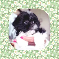 Teacup Willie, a male Shichon for sale in Watertown, TN – 2 of 3