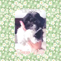 Teacup Willie, a male Shichon for sale in Watertown, TN – 3 of 3
