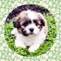 Moxie girl, a female Shichon for sale in Watertown, TN – 1 of 1