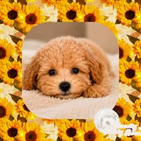Jude , a male Maltipoo for sale in Lebanon, TN – 2 of 3
