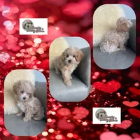 Newman, a male Maltipoo for sale in Watertown, TN – Photo 2 of 2