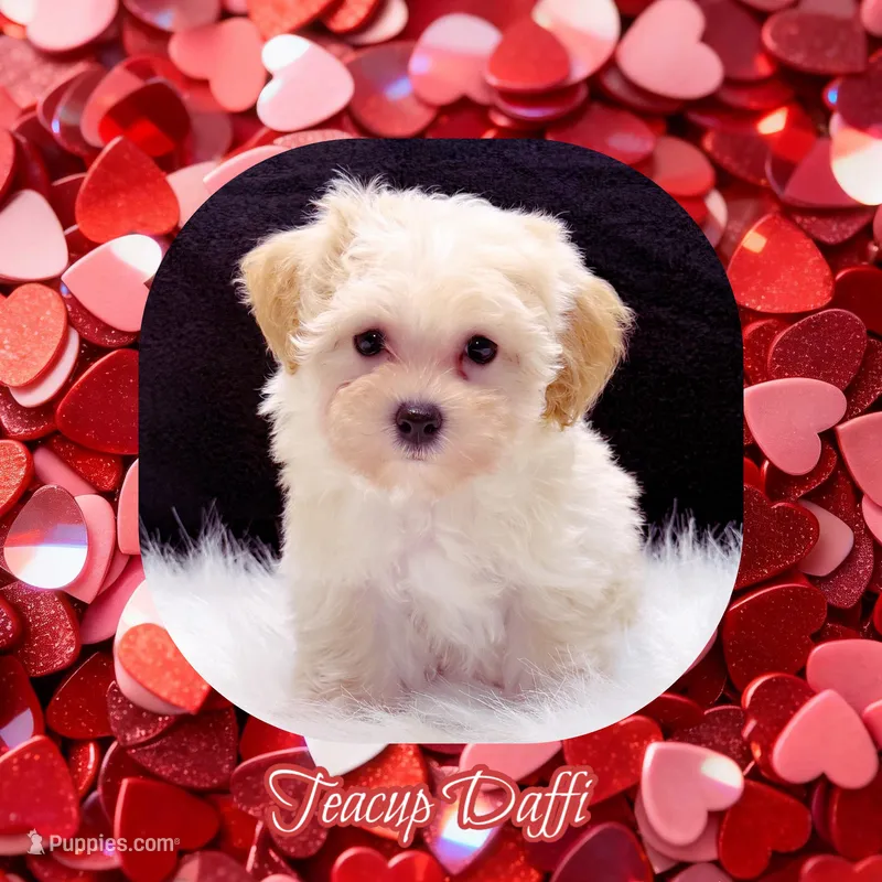 Teacup Daffi, a female Maltipoo for sale in Watertown, TN – Photo 1 of 1