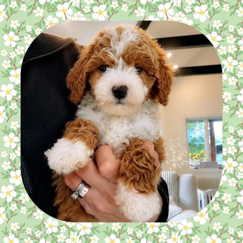 Maisie – Cavapoo puppy for sale in Watertown, TN