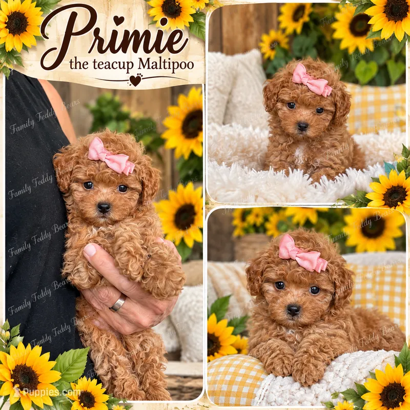 Teacup Primie , a female Maltipoo for sale in Lebanon, TN – 1 of 2