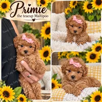 Teacup Primie , a female Maltipoo for sale in Lebanon, TN – 1 of 2
