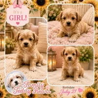 Annabelle , a female Maltipoo for sale in Lebanon, TN – 1 of 1
