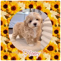 Honey , a female Maltipoo for sale in Lebanon, TN – 2 of 2