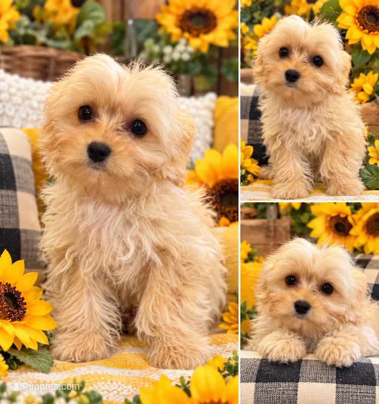 Lovey  – Maltipoo puppy for sale in Lebanon, TN
