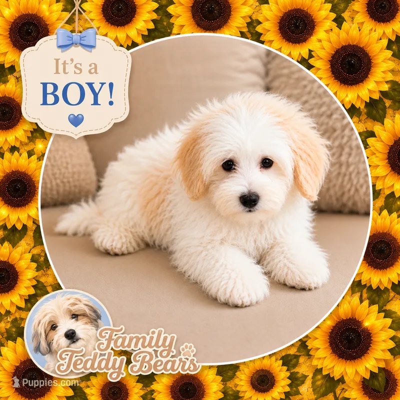 Chum – Maltipoo puppy for sale in Watertown, TN