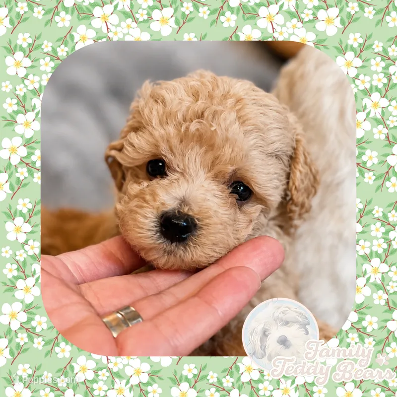 Lady  – Maltipoo puppy for sale in Watertown, TN