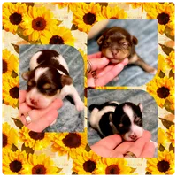 Teacup Sophia , a female Shorkie for sale in Lebanon, TN – 2 of 2