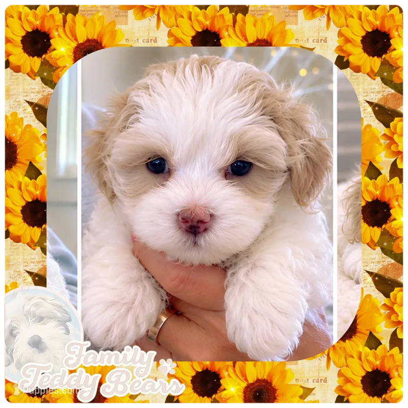Pearl – Maltipoo puppy for sale in Lebanon, TN