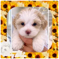Pearl, a female Maltipoo for sale in Lebanon, TN – 1 of 3