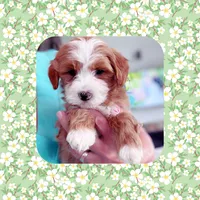 Pablo , a male Maltipoo for sale in Watertown, TN – 4 of 4