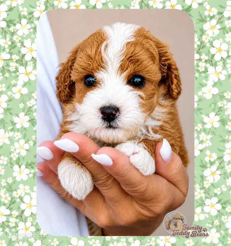 Maisie – Cavapoo puppy for sale in Watertown, TN