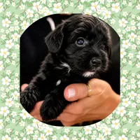 Draco , a male Maltipoo for sale in Watertown, TN – 2 of 2