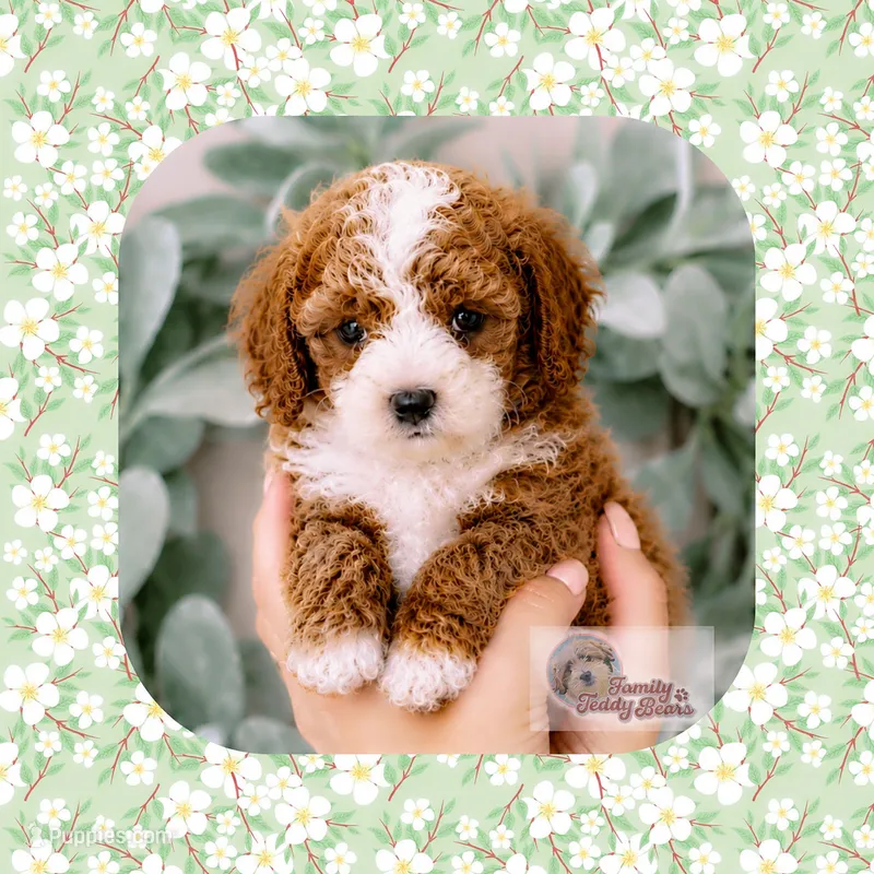Toby – Cavapoo puppy for sale in Watertown, TN