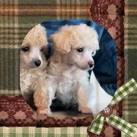 Ringer, a male Poodle - Toy  for sale in Watertown, TN – Photo 2 of 6
