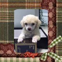 Ringer, a male Poodle - Toy  for sale in Watertown, TN – Photo 1 of 6