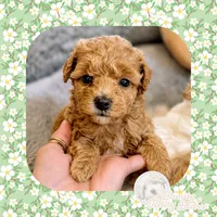 Belle, a female Maltipoo for sale in Watertown, TN – 2 of 3