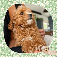 Chili Pup, a male Bichpoo and Poochon for sale in Watertown, TN – 2 of 4