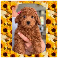 Teacup Scarlet , a female Poodle - Toy  for sale in Lebanon, TN – 2 of 2