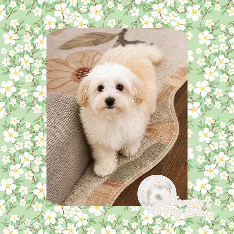 Landon  – Maltipoo puppy for sale in Watertown, TN