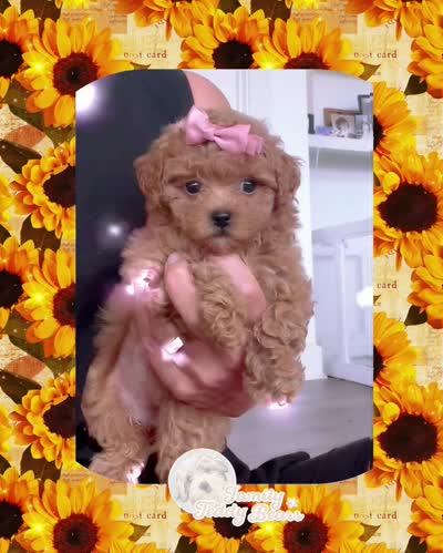 Teacup Primie , a female Maltipoo for sale in Lebanon, TN – 2 of 2