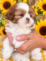 Burrito , a male Shichon for sale in Lebanon, TN – 4 of 6