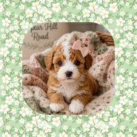 Maisie, a female Cavapoo for sale in Watertown, TN – 1 of 3