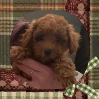 processed/98cb5b17-2506-41f3-b879-3e4ad72241b2/listing/e055f4b0-b9be-4e5a-99ce-cf696d3bec72/00841f97-c97b-45f3-ae27-688c7f92a0d3