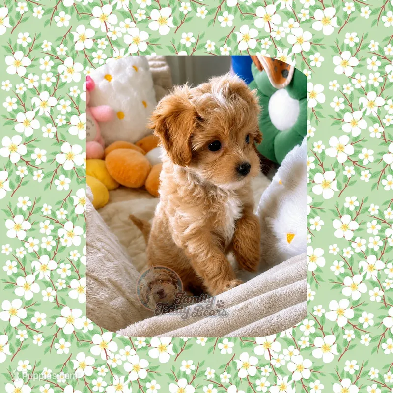 Nutmeg  – Maltipoo puppy for sale in Watertown, TN