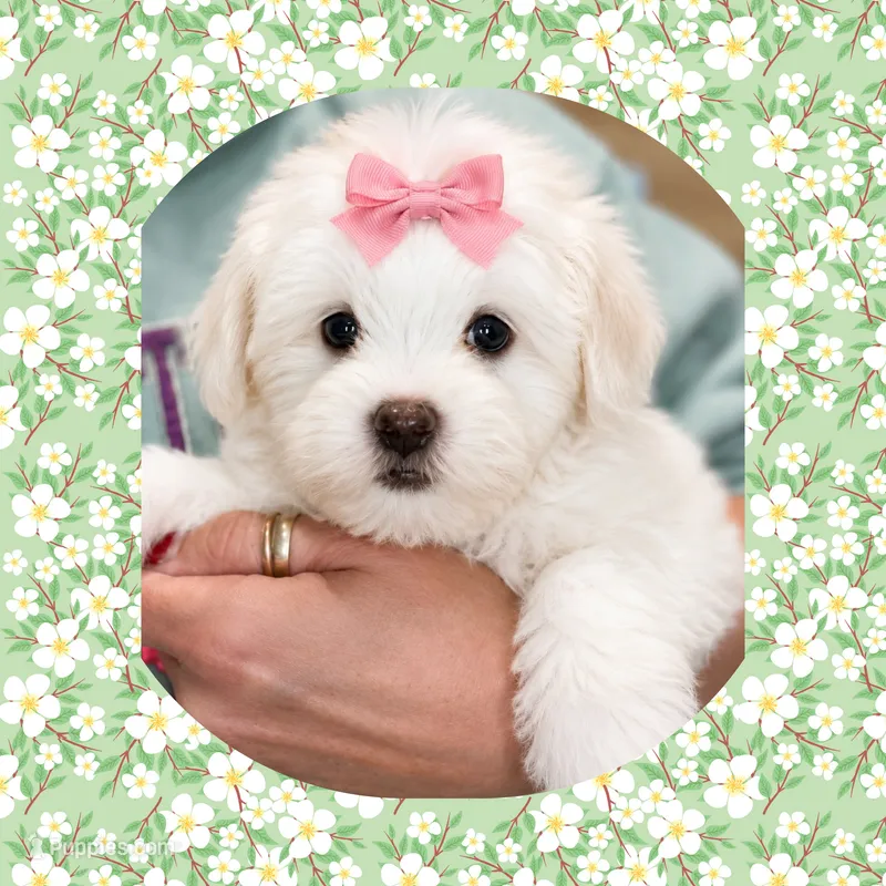 Bunny – Maltipoo puppy for sale in Watertown, TN