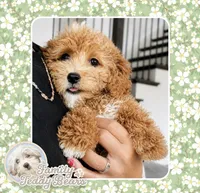 Chili Pup, a male Bichpoo and Poochon for sale in Watertown, TN – 3 of 4