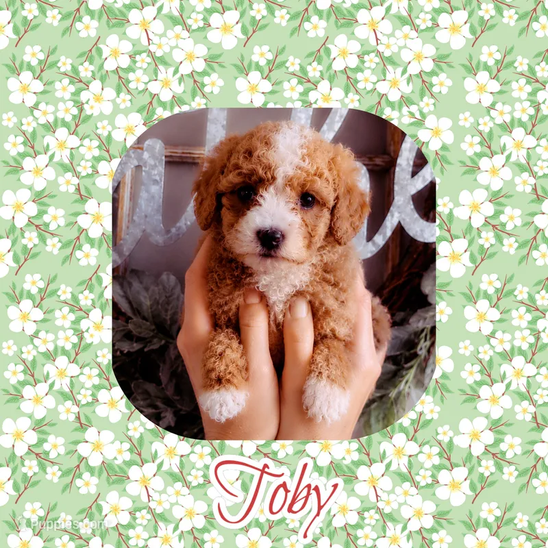 Toby – Cavapoo puppy for sale in Watertown, TN