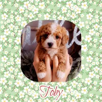Toby, a male Cavapoo for sale in Watertown, TN – 1 of 1
