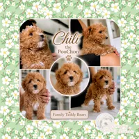 Chili Pup, a male Bichpoo and Poochon for sale in Watertown, TN – 4 of 4