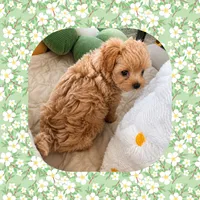 Teacup Trudi , a female Maltipoo for sale in Watertown, TN – 4 of 4