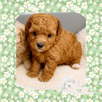 Belle, a female Maltipoo for sale in Watertown, TN – 3 of 3