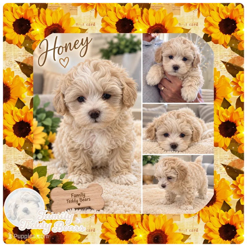 Honey  – Maltipoo puppy for sale in Lebanon, TN