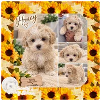 Honey , a female Maltipoo for sale in Lebanon, TN – 1 of 2