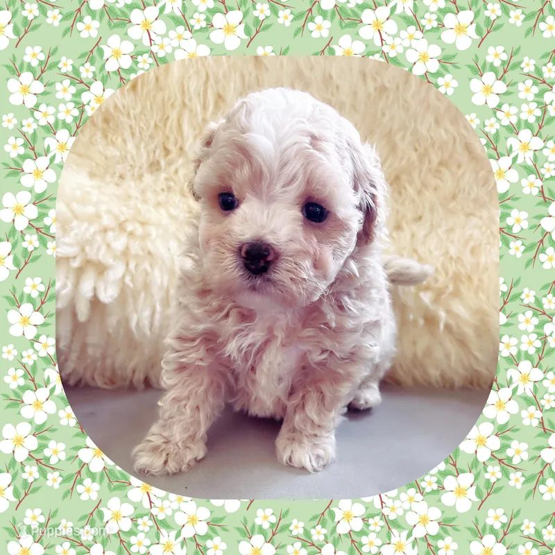 Ollie – Maltipoo puppy for sale in Watertown, TN