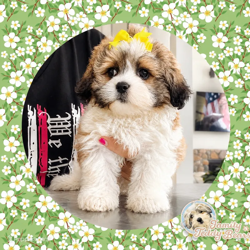 Moxie girl – Shichon puppy for sale in Watertown, TN