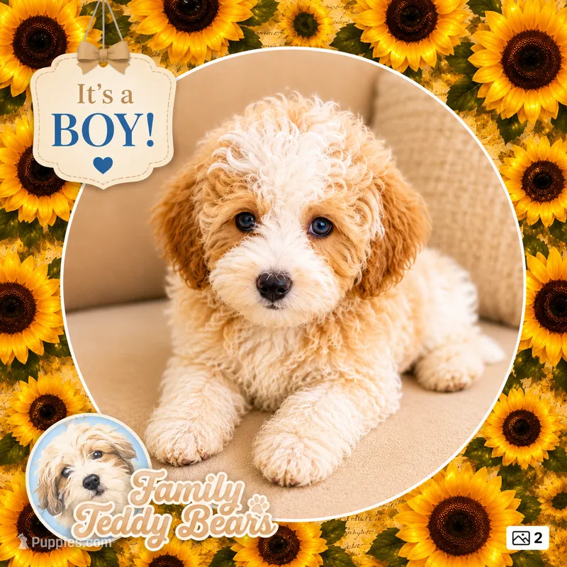 Jenga – Maltipoo puppy for sale in Watertown, TN