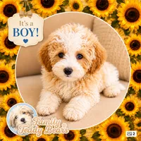 Jenga, a male Maltipoo for sale in Lebanon, TN – 1 of 2